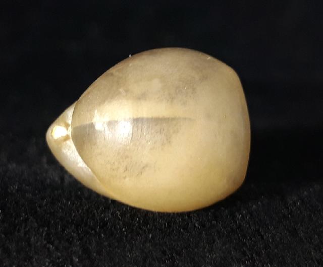 Ornithella bathonica (ROLLIER 1919) - Bild © FossNet FossilienStore